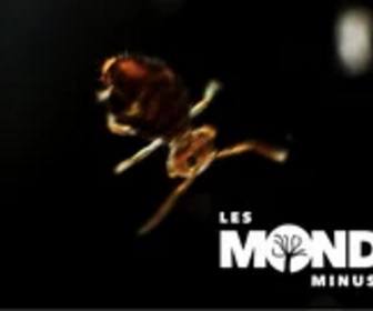 Replay Les Mondes Minuscules - 25/01/2025