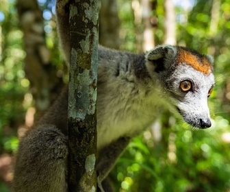 Replay Madagascar, terre d'espoir et de contrastes