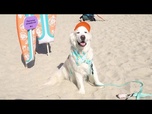 Replay Des chiens prennent la vague lors d'un concours de surf à San Diego