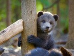 Replay Grizzly Bear Cubs and Me - Le chemin vers la liberté