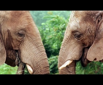 Replay Les éléphants du zoo de l'Oregon écrasent des citrouilles géantes pour fêter Halloween
