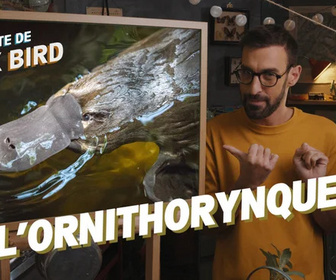 La minute de Max Bird replay