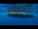 Replay Quatre marins secourus après le naufrage de leur yacht par un cachalot dans le Pacifique Sud