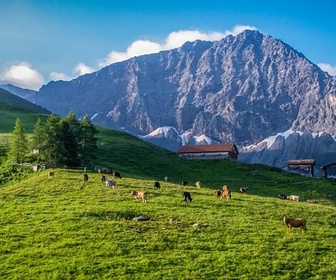 Replay Suisse, le renouveau des alpages - Paradis naturels retrouvés