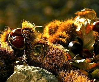 Replay La châtaigne, une manne en Corse - GEO Reportage