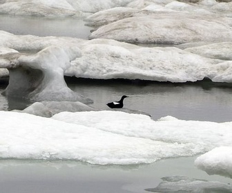 Replay Un défi pour les écosystèmes - Les métamorphoses des glaces polaires