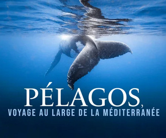 Replay Collection Documentaire Via Stella - Pélagos, voyage au large de la Méditerranée