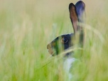 Replay Le lapin, taillé pour survivre - Pas si bêtes !