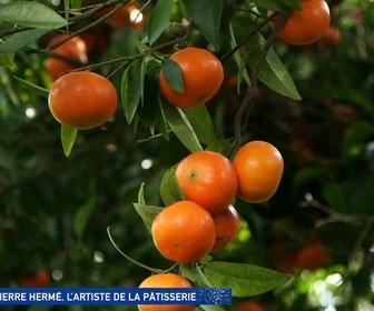 Replay Un jour, un doc - Pierre Hermé, l'artiste de la pâtisserie / Noël : le maître des bûches