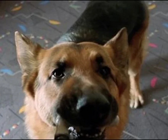 Replay Rex, chien flic - Jusqu'à la dernière balle