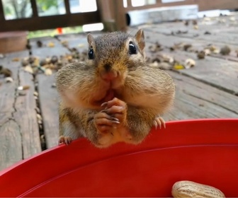 Replay Le super bêtisier - E2 - Volume 2