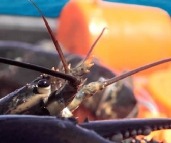 Replay Positive Outre-mer - Homard des Iles Saint Pierre et Miquelon