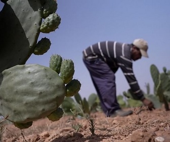 Replay Sécheresse et canicule : fléaux mondiaux de l'été - Face à la sécheresse, le Maroc repense son agriculture