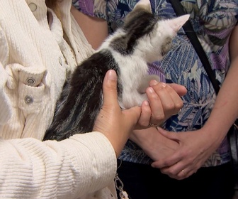 Replay Animaux à adopter - Nimbus, Ziléane et Massira