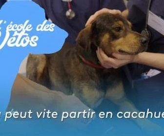 Replay A l'école des vétos - Ça peut vite partir en cacahuète