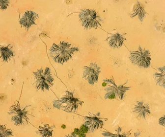 Replay Oasis - Emirats arabes unis, entre les dunes de Liwa