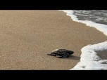 Replay Au Gabon, la lutte fragile pour sauver les tortues marines de Pongara