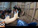 Replay Une saison au zoo - S12 E56