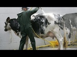 Replay France : avec le bail à cheptel, des vaches louées réconcilient élevages et finances