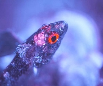 Replay Briller pour survivre - La vie en fluo