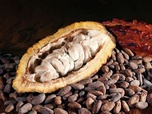 Replay L'actualité à travers le monde - Israël : la science au chevet du cacao