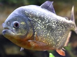 Replay River monsters - S1E1 - Piranha