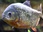 Replay River monsters
