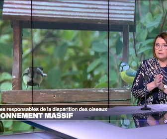 Replay Élément Terre, la quotidienne - Disparition d'oiseaux : la faute aux pesticides et aux insectes contaminées