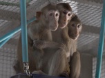 Replay Focus - Le business des singes thaïlandais : livrer les laboratoires à tout prix