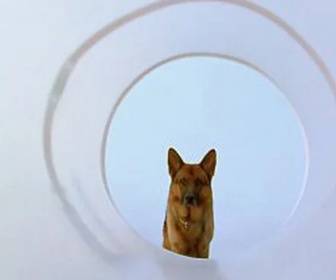 Replay Rex, chien flic - Le dernier match