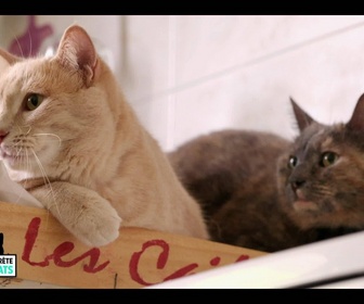 Replay La vie secrete des chats - S2E4 - Mon chat, mon enfant et moi...