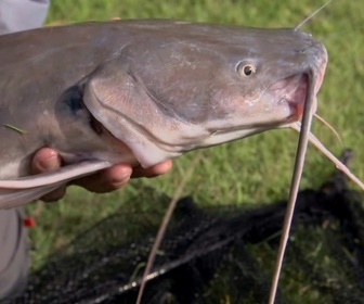 Replay River monsters - S4E4 - Le tueur asiatique