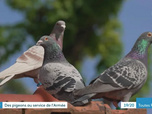 Replay Les dossiers d'ICI - Les derniers pigeons de l'armée française