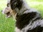 Replay Animaux à adopter