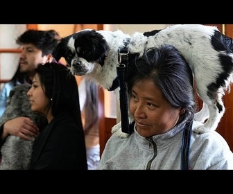 Replay Des chiens reçoivent une bénédiction à l'eau bénite lors d'une cérémonie en Bolivie