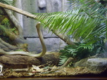 Replay Au cœur du zoo de New York - S3E4 - Le retour de Bouba