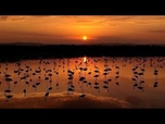 Replay Turquie : des flamants roses au lac de Van lors de la migration saisonnière