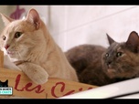 Replay La vie secrète des chats - S2E4 - Mon chat, mon enfant et moi...