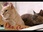 Replay La vie secrète des chats