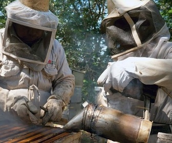 Replay Mexique, l'abeille maya - Les maîtres des abeilles