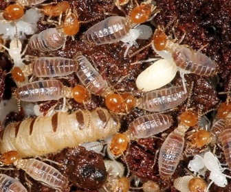 Replay L'univers grouillant des termites