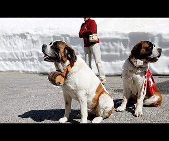 Replay Les chiens Saint-Bernard, gardiens d'une tradition vieille de plusieurs siècles