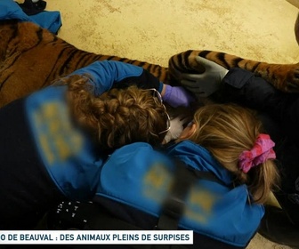 Replay Un jour, un doc - Zoo de Beauval : des animaux pleins de surprises