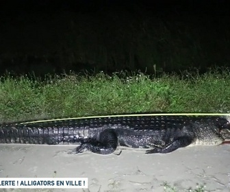 Replay Un jour, un doc - Alerte ! Alligators en ville !