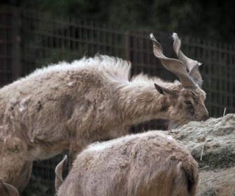 Replay Zoo: Le défi de demain - S2E1 - Une saison extrême