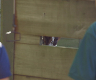 Replay Au cœur du zoo de New York - S2E5 - Romance entre loris