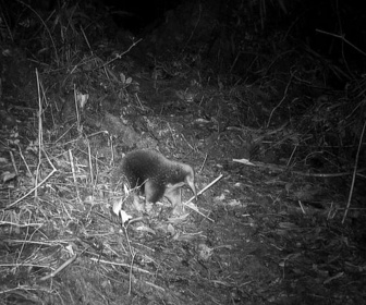 Replay Les chasseurs d'images d'espèces disparues - Le dessous des images