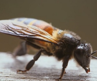 Replay Indonésie, l'arbre à miel sacré - Les maîtres des abeilles