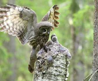 Replay Des chasseurs hors pair - À la rencontre des rapaces