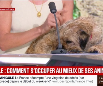 Replay BFM Première - Canicule: comment prendre soin de ses animaux avec ces fortes chaleurs?